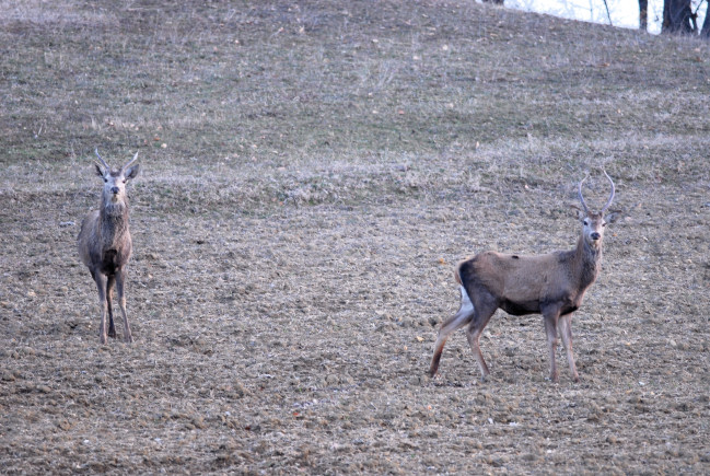 PASSIONE PER IL CERVO